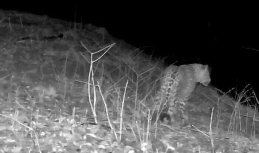 جنگل پیدا شدن پلنگ ایرانی در جنگلهای هیرکانی گیلان/ عکس