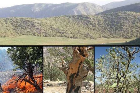 همه مصایب جنگل های لرستان/ قاچاق چوب و فرسایش 50 تنی خاک! - خبرگزاری گیلی نت | اخبار ایران و جهان