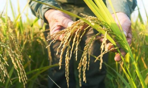 ابتکار چینی ها برای کشاورزی حاصل خیز از خاک های شور