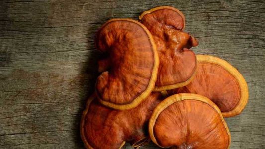 درمان زگیل با قارچ گانودرما