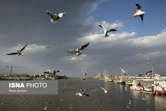 برای مقابله با «تهدیدات پرندگان مهاجر» این گزارش را بخوانید