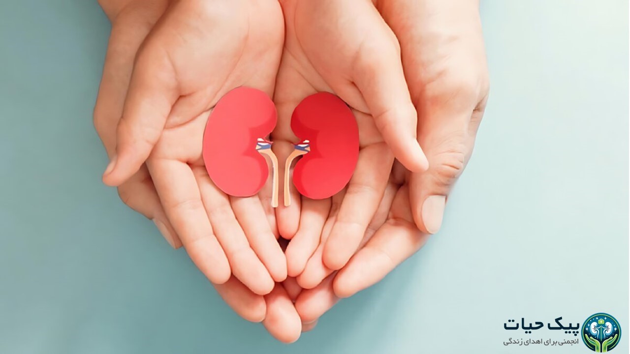 همه چیز درباره اهدای کلیه: شرایط، مدارک و هزینه ها