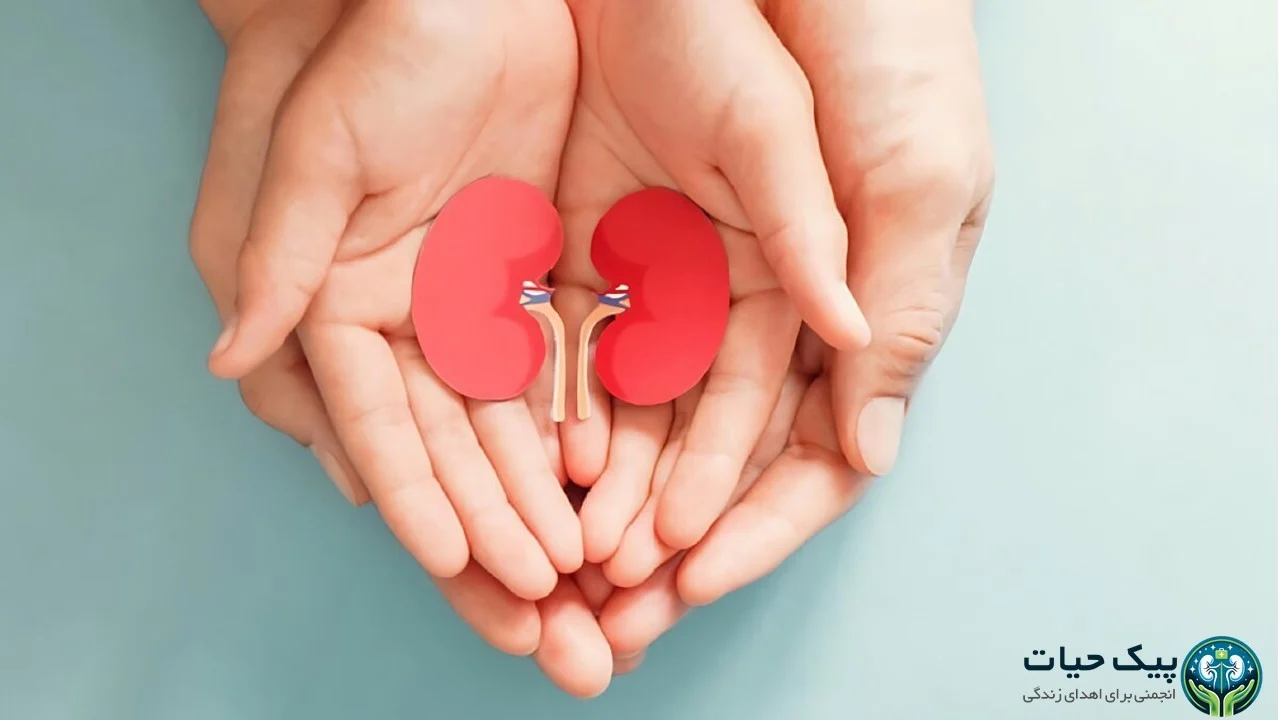 همه چیز درباره اهدای کلیه: شرایط، مدارک و هزینه ها