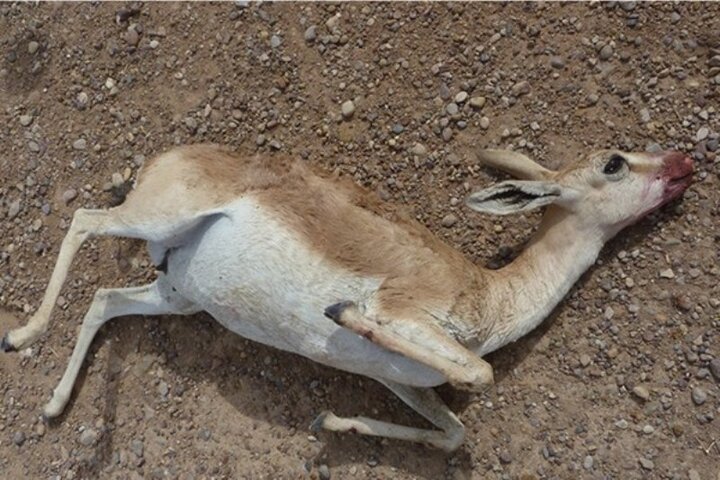 ماده‌کُشی در حیات‌وحش وقیح‌ترین عمل یک شکارچی است - خبرگزاری مهر | اخبار ایران و جهان