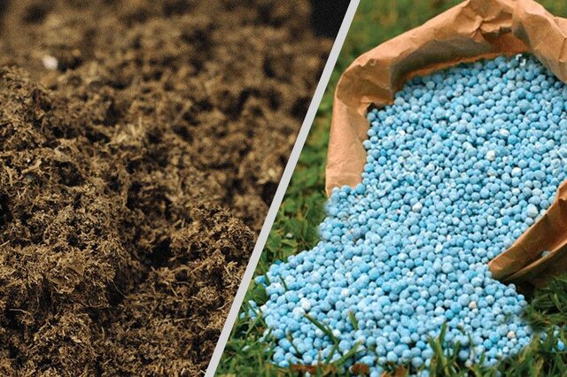 حل مشکلات کشاورزان حوزه زراعت دانه‌های روغنی در مازندران