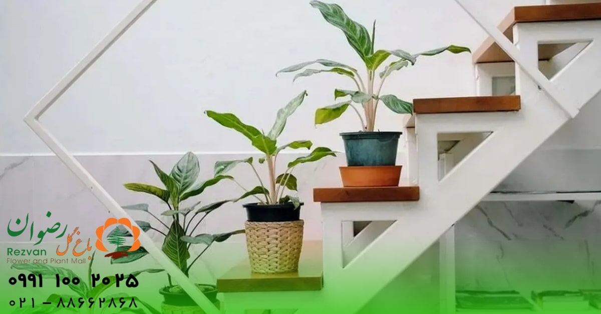 چه گل‌هایی برای تزیین راه‌پله مناسب است؟ راهنمای کامل انتخاب گیاهان ایده‌آل